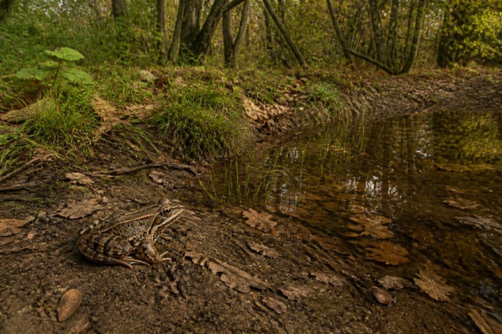 rana agile adulta sola sul fango presso una pozza temporanea nel bosco europeo