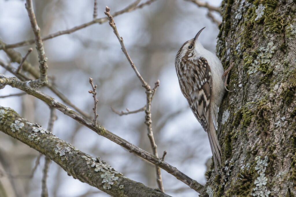 Agateador europeo de los bosques — in soft winter light among bare branches