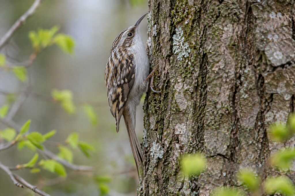 Agateador europeo de los bosques — searching bark for insects in spring