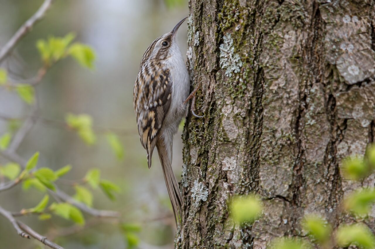 Gartenbaumläufer im europäischen Wald — searching bark for insects in spring