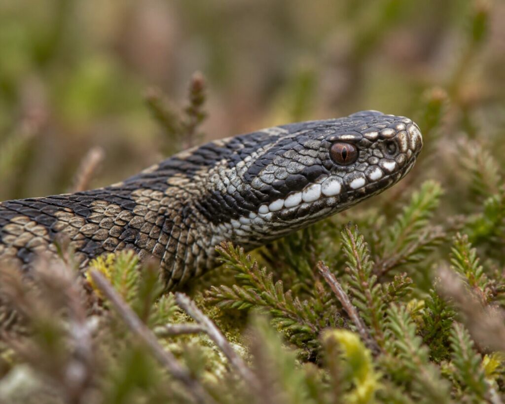 Grande plano naturalista da cabeça e do padrão dorsal de uma víbora-europeia entre musgos