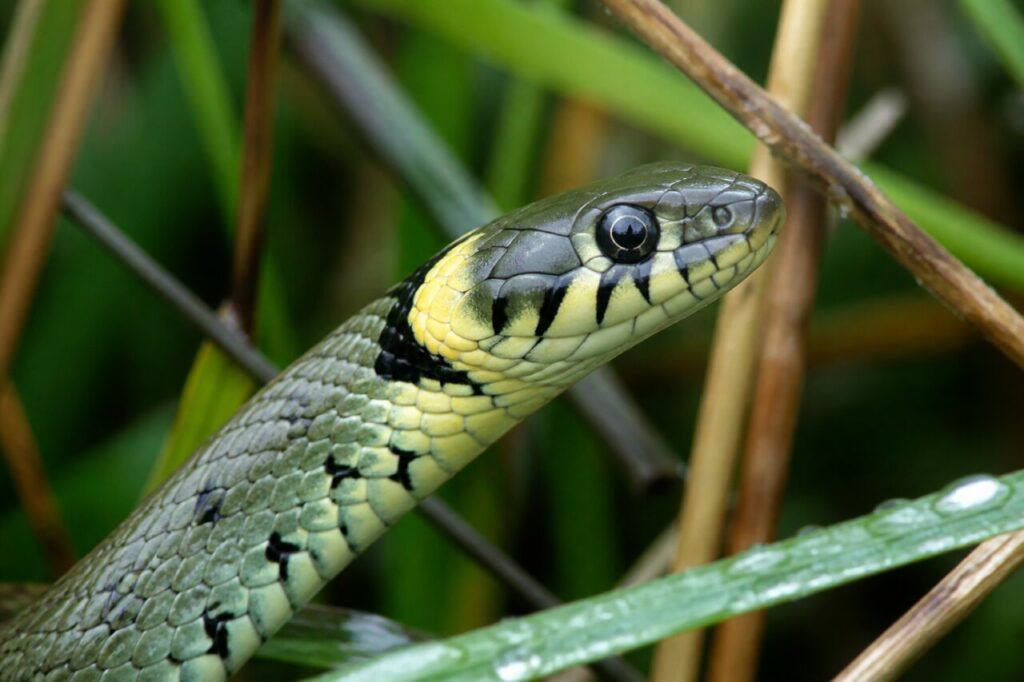 Cabeza de una culebra de collar Natrix natrix entre carrizos húmedos