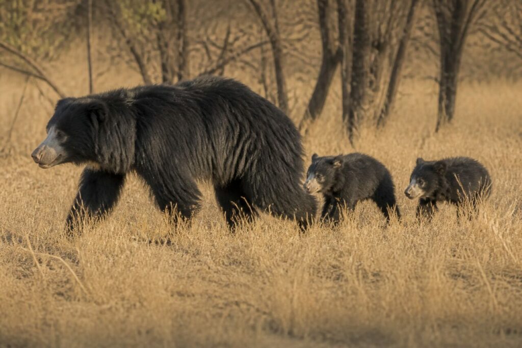 Un grande orso seguito da due più piccoli — Gruppo di orsi labiati