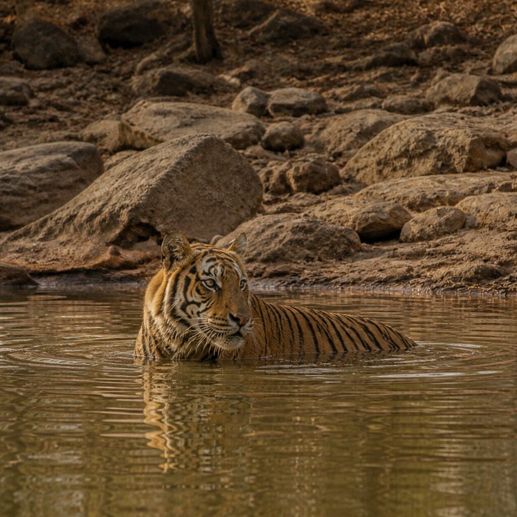 Pausa felina nella pozza — Tigre