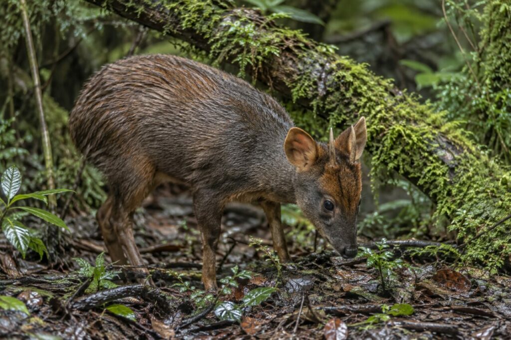 Halte du pudu du Sud près d’une branche couverte de mousse