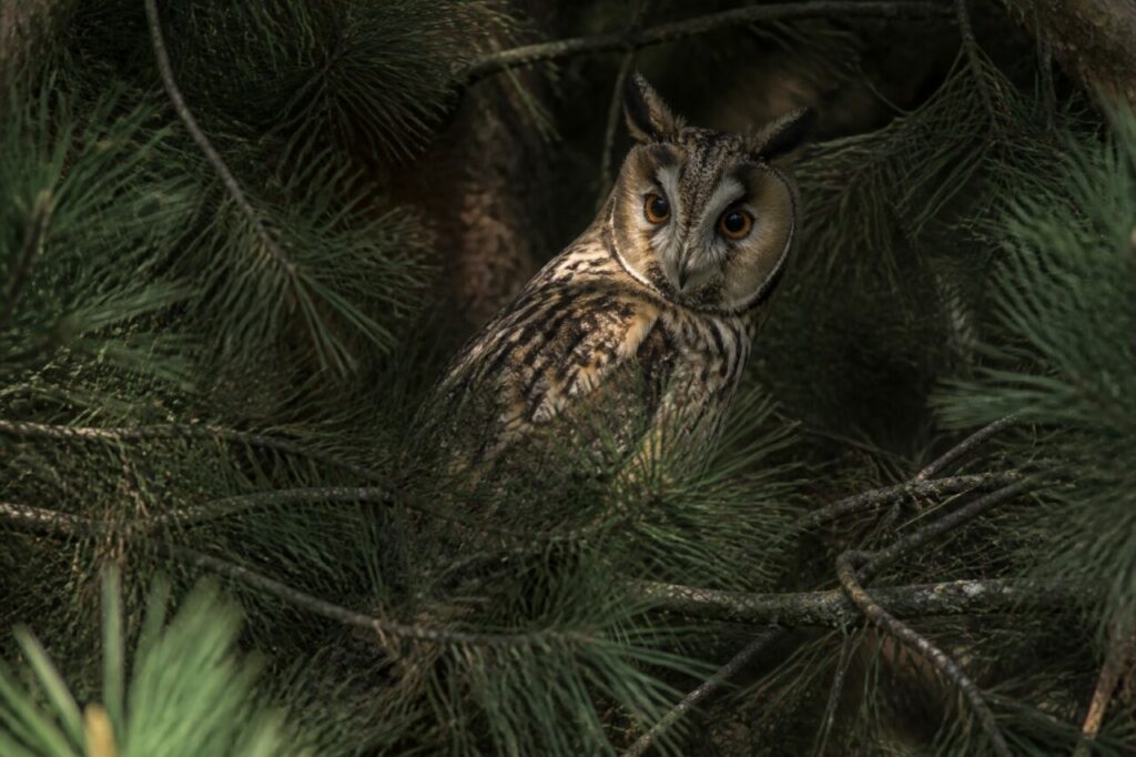 Hibou moyen-duc européen camouflé entre les aiguilles d’un pin