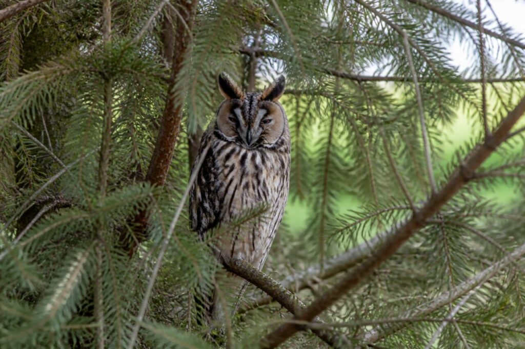 Hibou moyen-duc européen immobile dans un bosquet dense de conifères