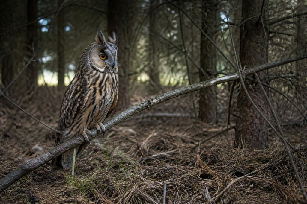Hibou moyen-duc européen observé au ras du sol sous les conifères