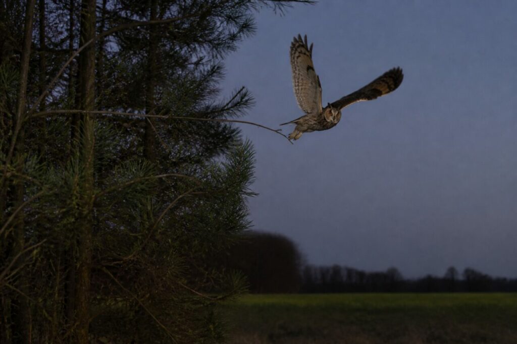 Hibou moyen-duc européen quittant au crépuscule un bosquet de conifères