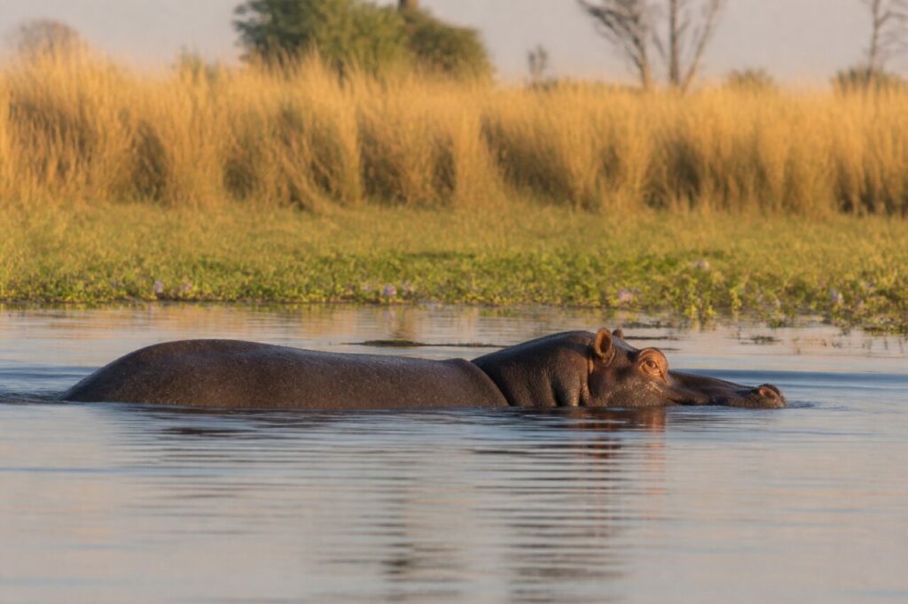 Ippopotamo comune — Riposo nella luce calda