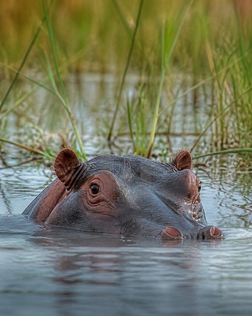 Ippopotamo comune — Testa massiccia tra i canneti