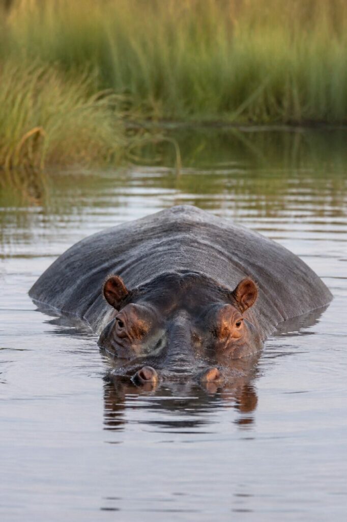 Ippopotamo comune — Emersione nellʼacqua calma