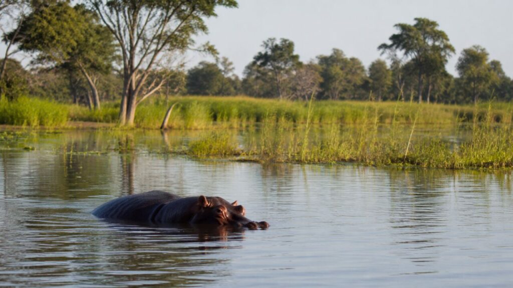 Ippopotamo comune — Avanza nella zona umida