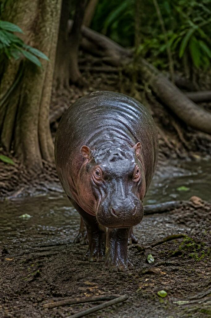 Ippopotamo pigmeo — Corpo compatto vicino al fango