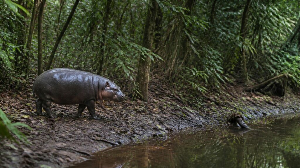 Ippopotamo pigmeo — Passi brevi tra la vegetazione