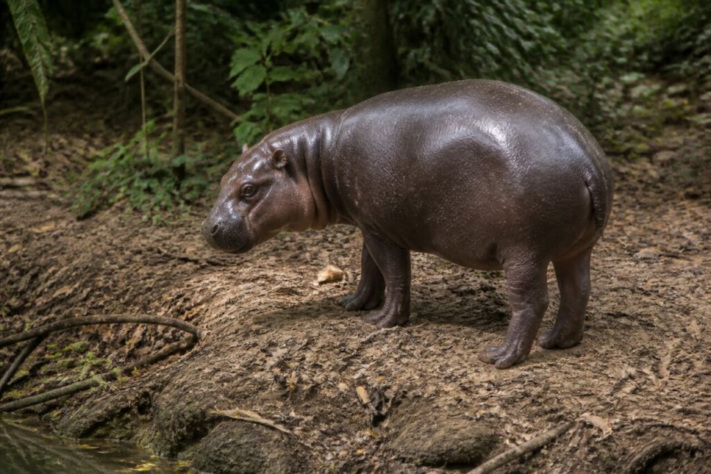 Ippopotamo pigmeo — Corpo scuro sotto le foglie