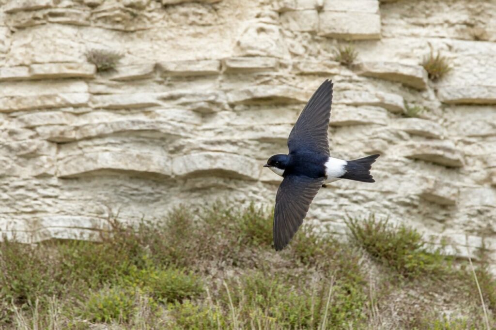balestruccio adulte in volo davanti a una parete di gesso stratificata