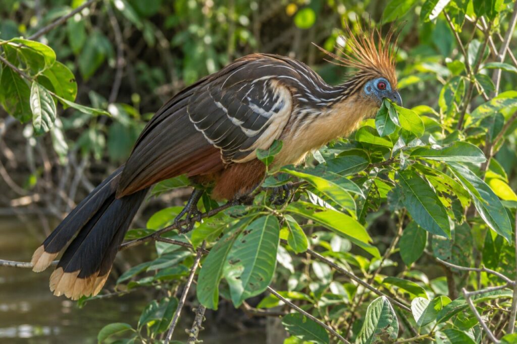 Dans le feuillage riverain, un Hoatzin (Opisthocomus hoazin) cueille une feuille tendre