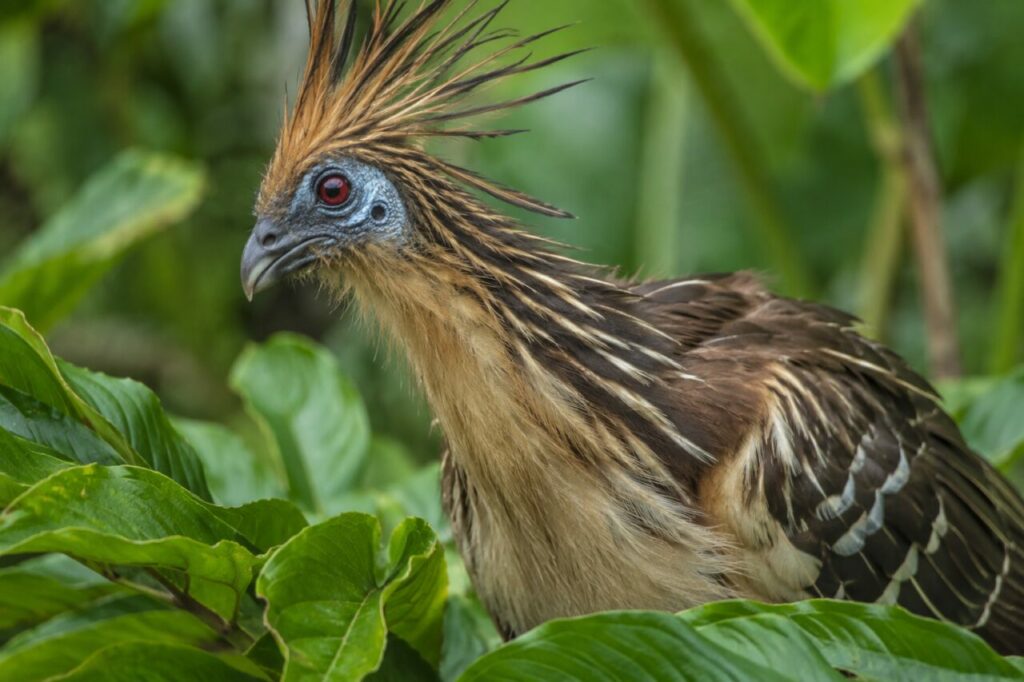 Parmi les grandes feuilles, le regard d’un Hoatzin (Opisthocomus hoazin) révèle ses détails