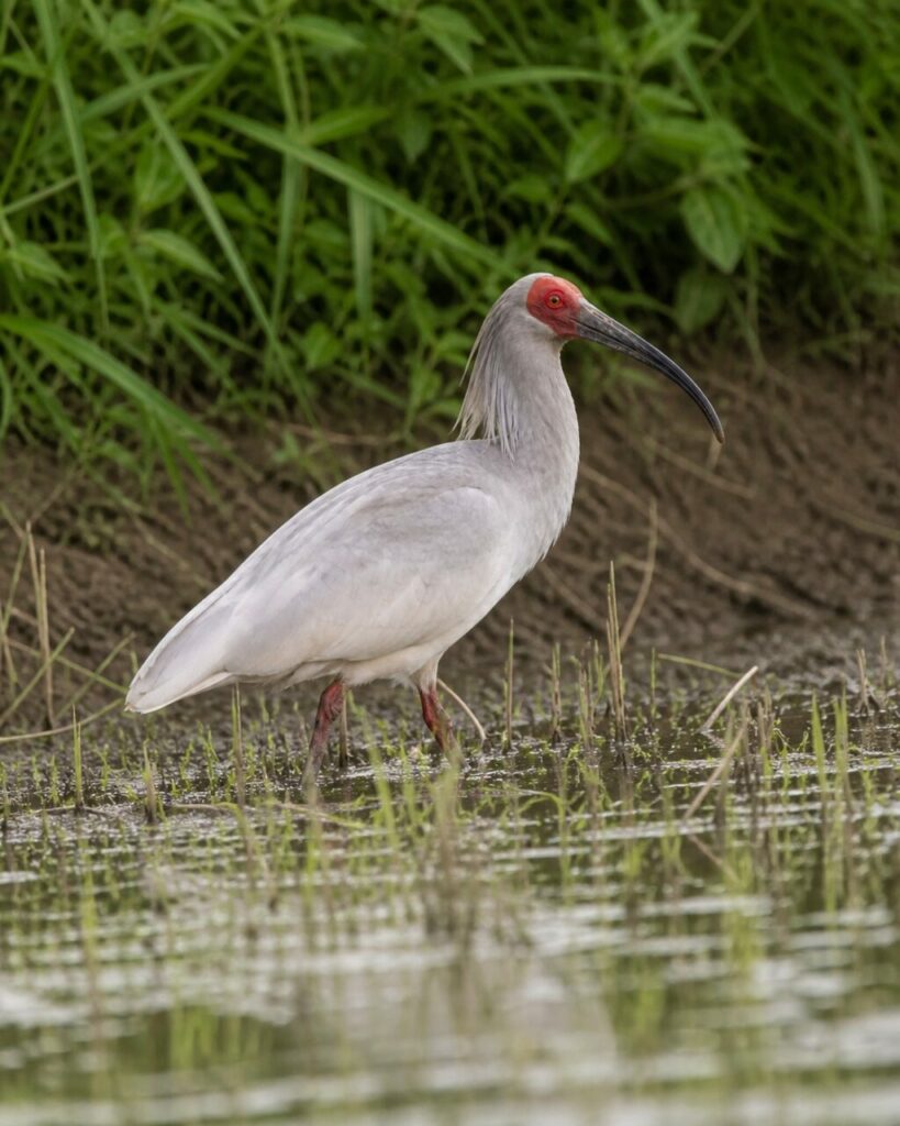 Zampe sottili immerse in acque tranquille — Ibis crestato
