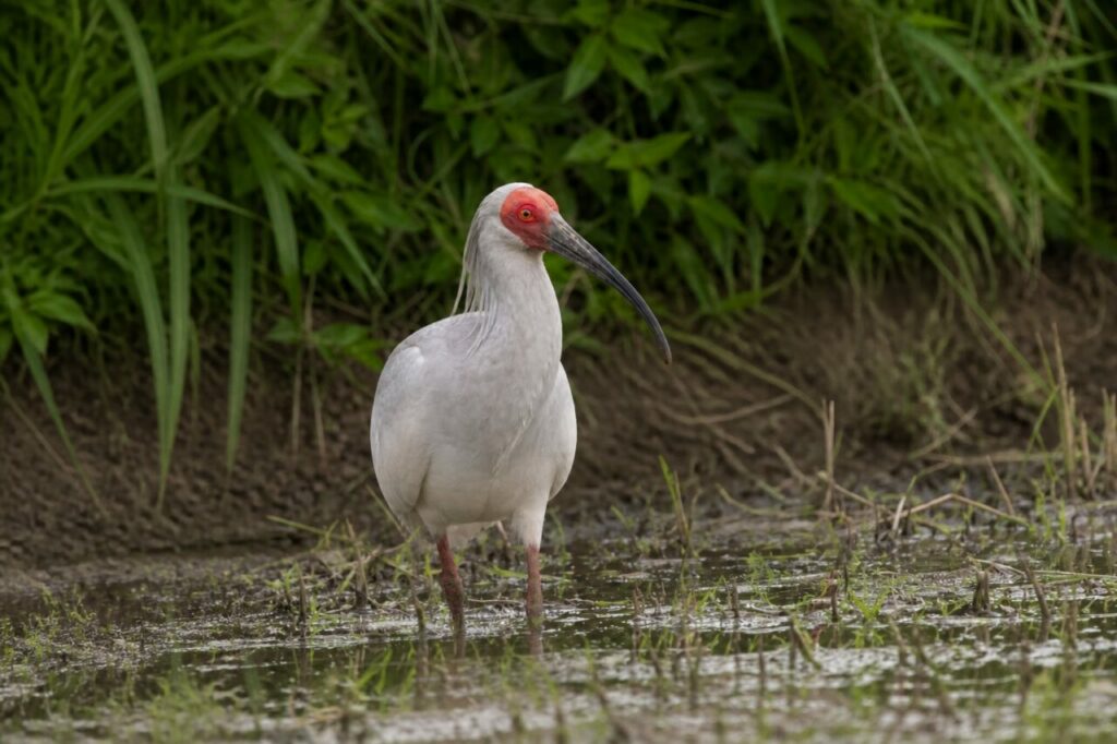 Lungo becco ricurvo accanto ad acque basse — Ibis crestato