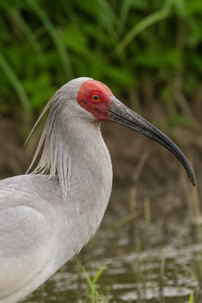 Cresta ricadente dietro il volto rosso — Ibis crestato