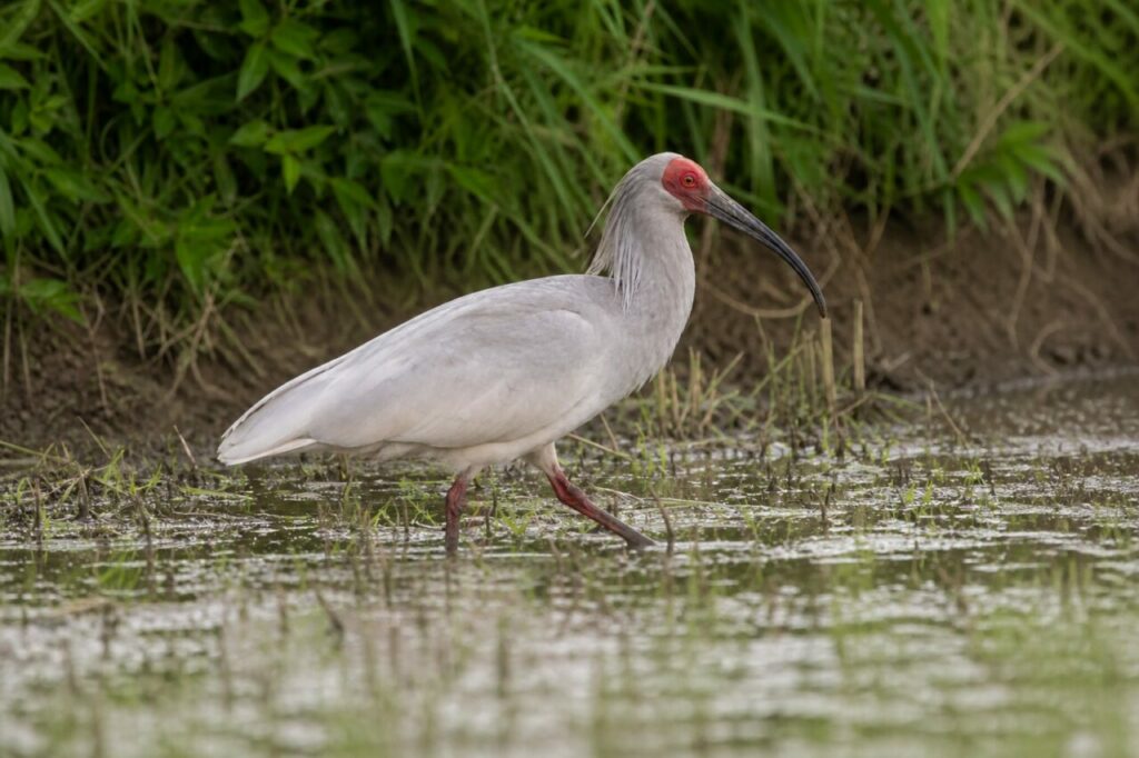 Ibis in movimento, una zampa resta sospesa — Ibis crestato