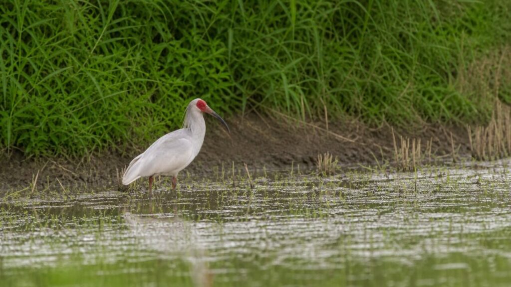 Ibis solitario tra erbe umide — Ibis crestato