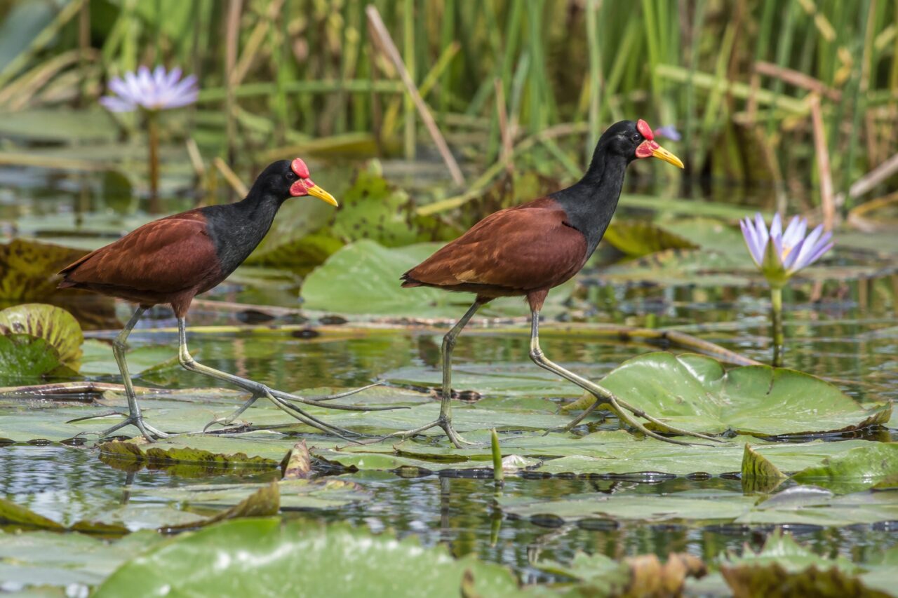 Jaçanã dos pântanos tropicais — a pair crossing a reed-fringed pond
