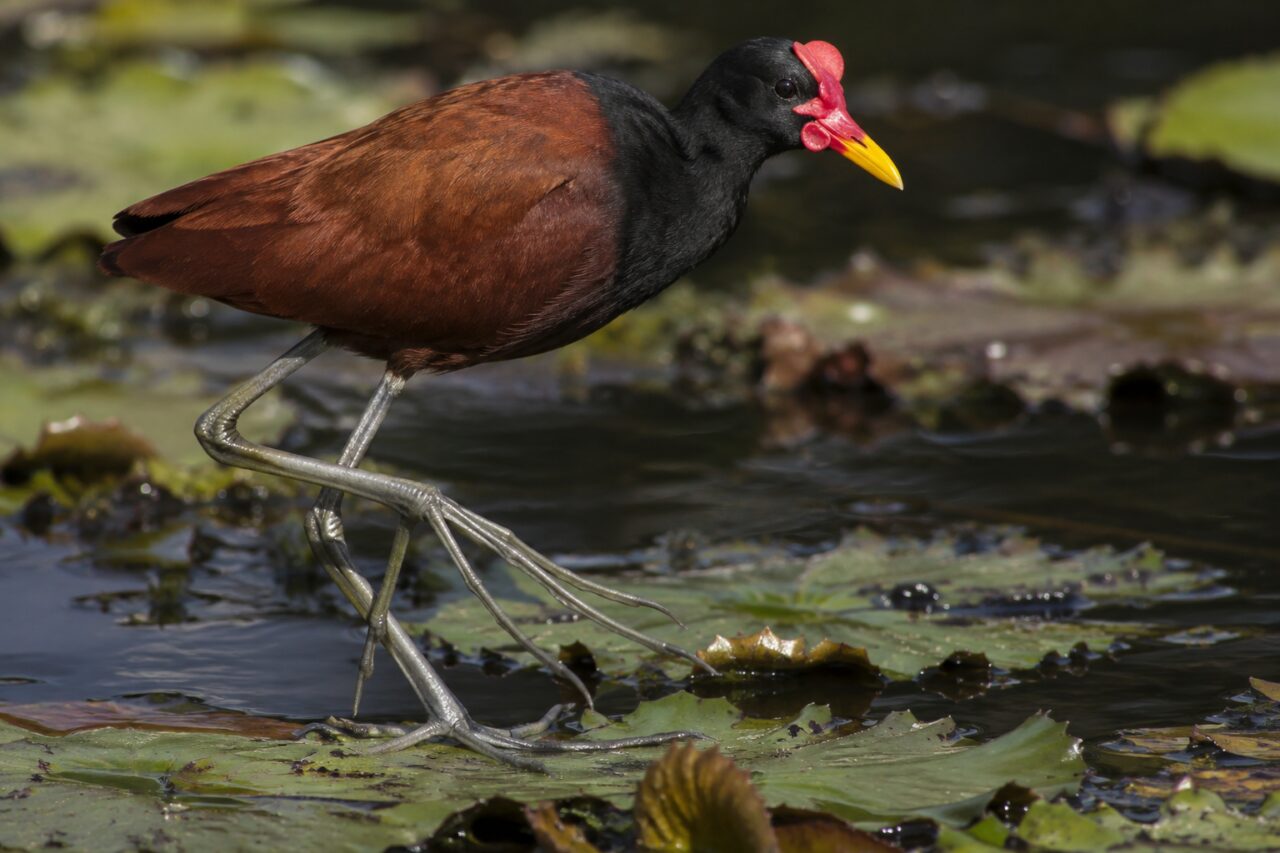 Jaçanã dos pântanos tropicais — close profile above dark wetland water