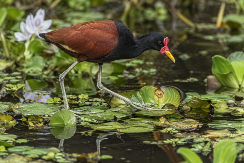 Jacana de los humedales tropicales — foraging among floating plants