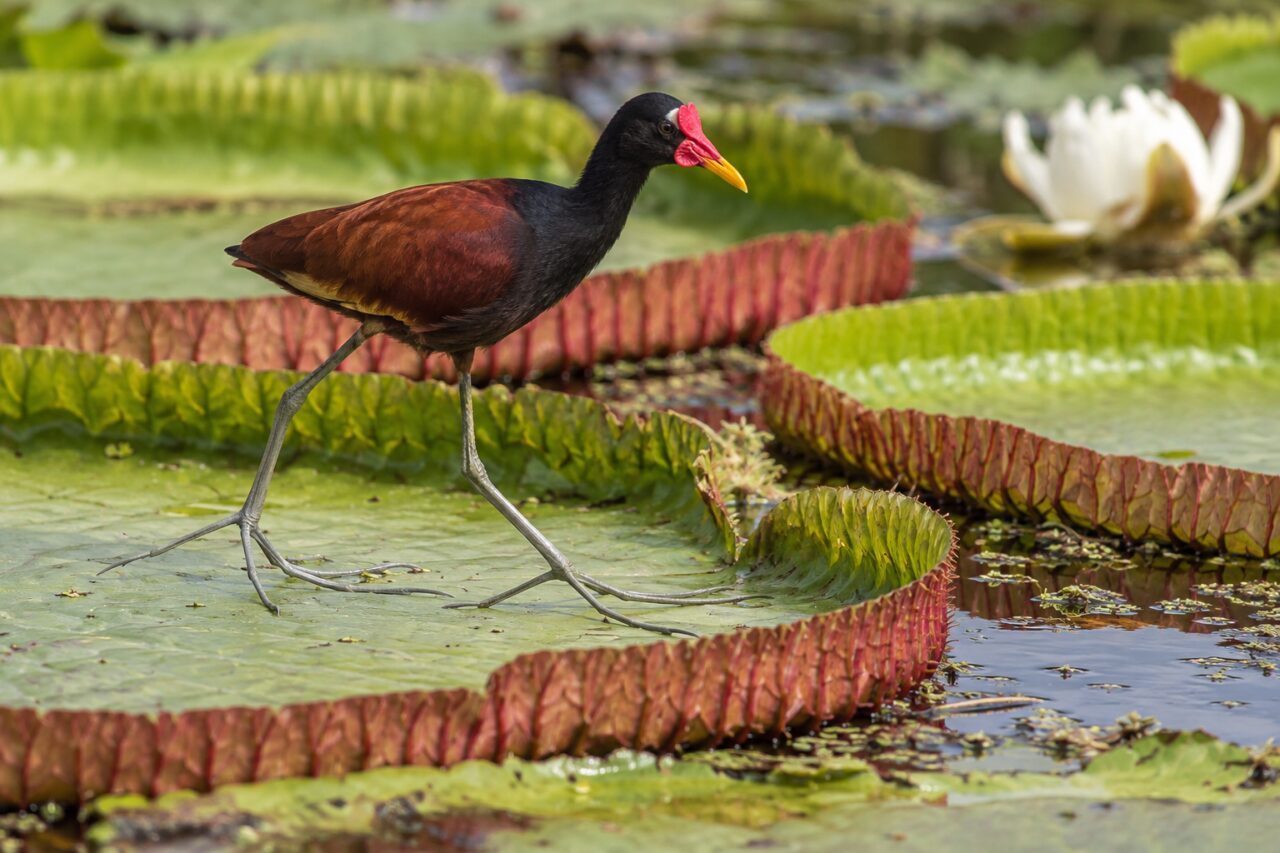 Jacana de los humedales tropicales — walking over giant water-lily leaves
