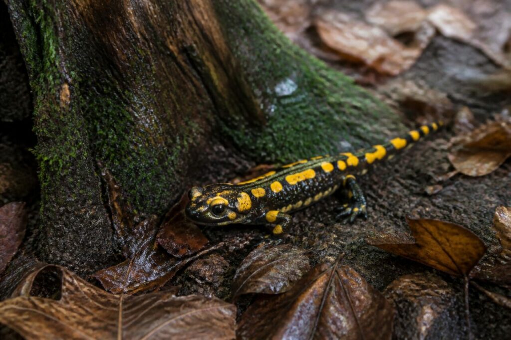 Salamandre tachetée européenne près d’une souche moussue