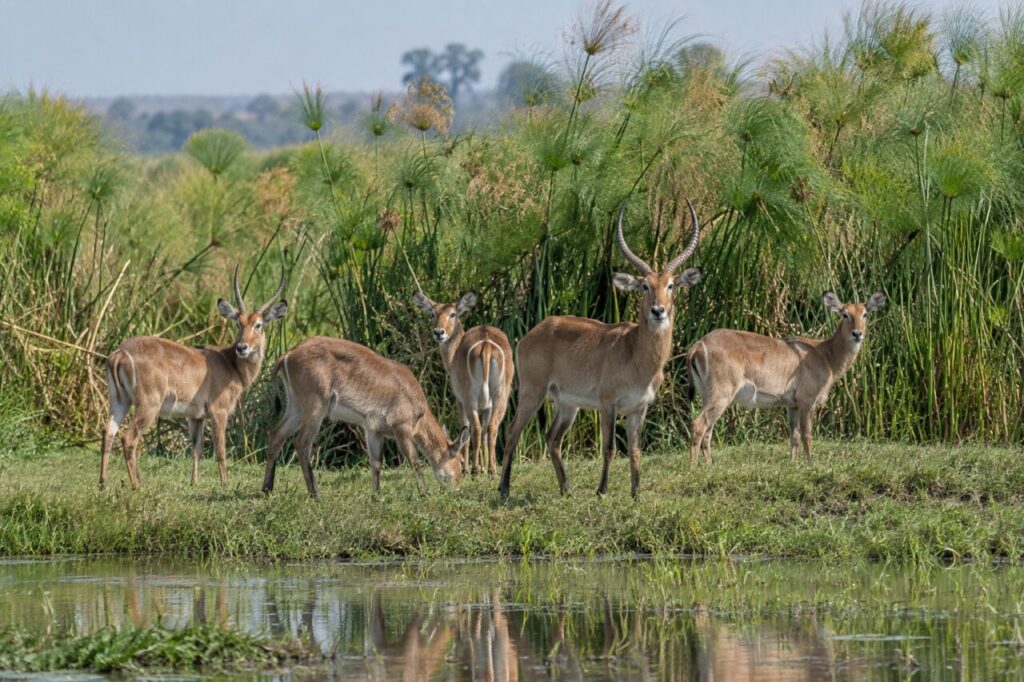 Kob des plaines inondables africaines — a small herd near papyrus reeds