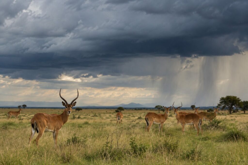 Kob des plaines inondables africaines — under storm clouds above open savanna