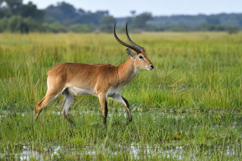 Kob des plaines inondables africaines — walking through bright wet grass
