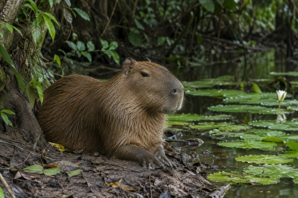 À l’ombre du lagon — capybara (Hydrochoerus hydrochaeris) couché sur la berge boueuse d’un lagon forestier