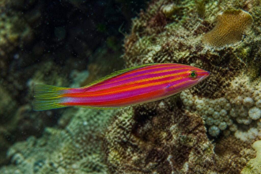 Sechsstreifen-Lippfisch in Pink und Orange — Seitenprofil am Korallenriff