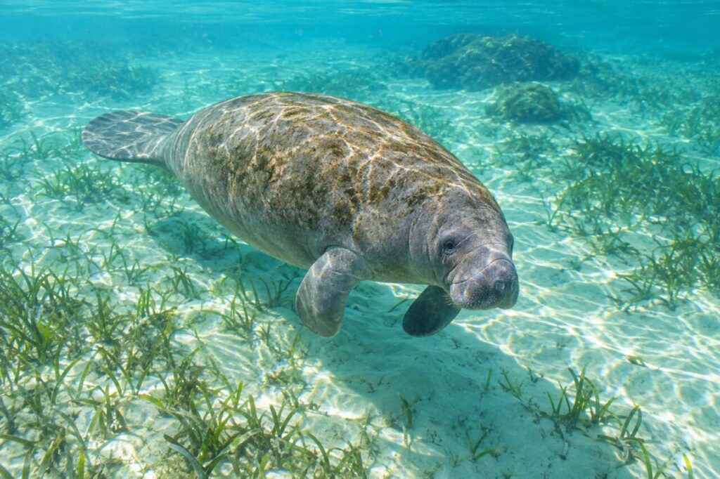 Peixe-boi-das-Índias Ocidentais — gliding through clear water