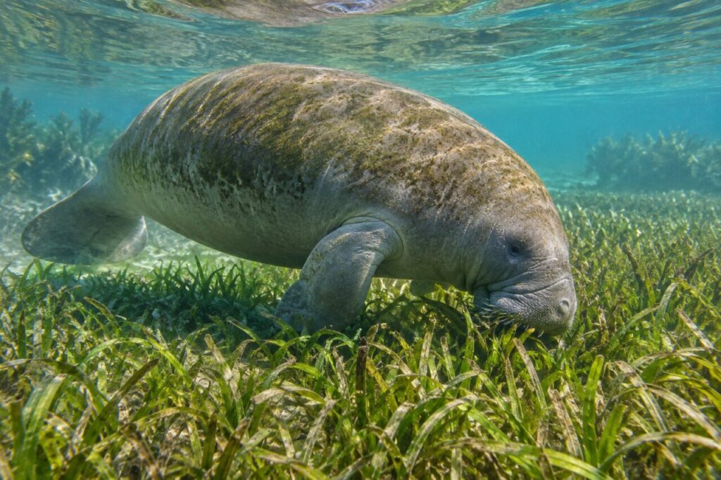 Peixe-boi-das-Índias Ocidentais — grazing among seagrass