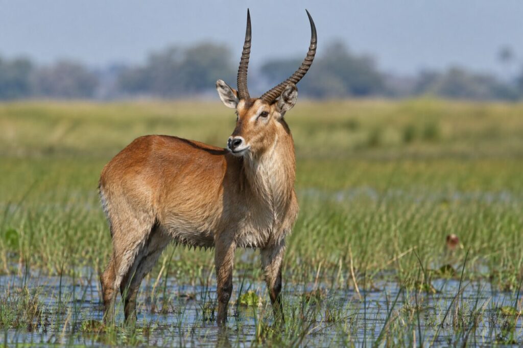 Lechwe des marais d’Afrique australe — close portrait with wet legs