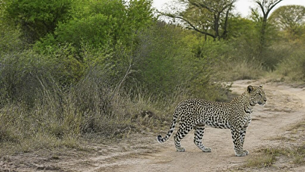 Il felino attraversa una pista sabbiosa tra i cespugli — Leopardo
