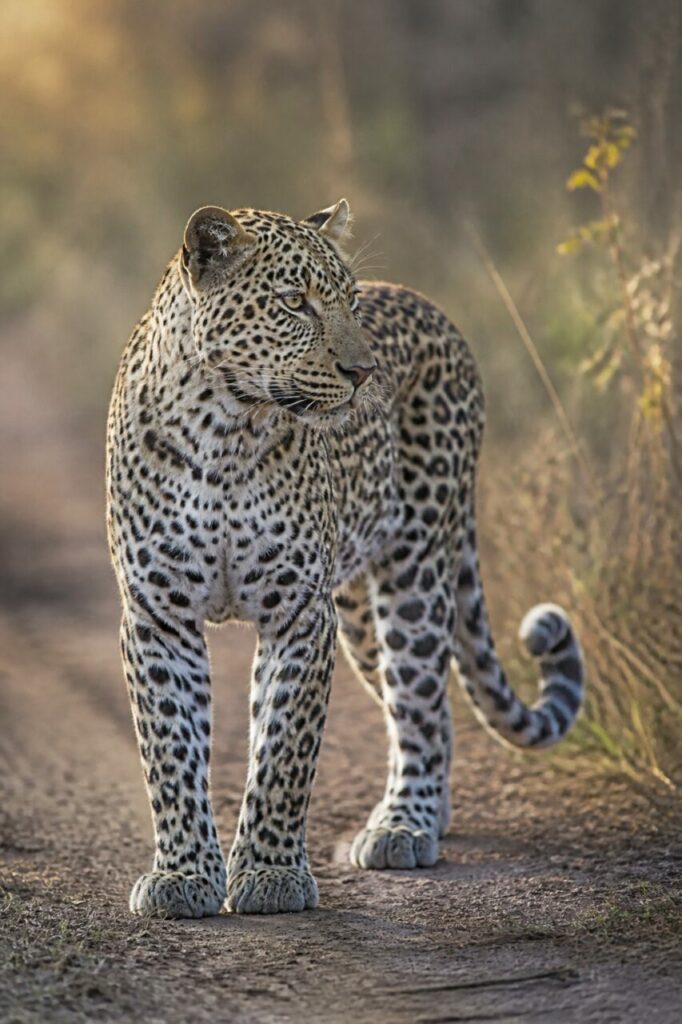 Leopardo fermo sul sentiero, lo sguardo diretto verso lʼerba — Leopardo
