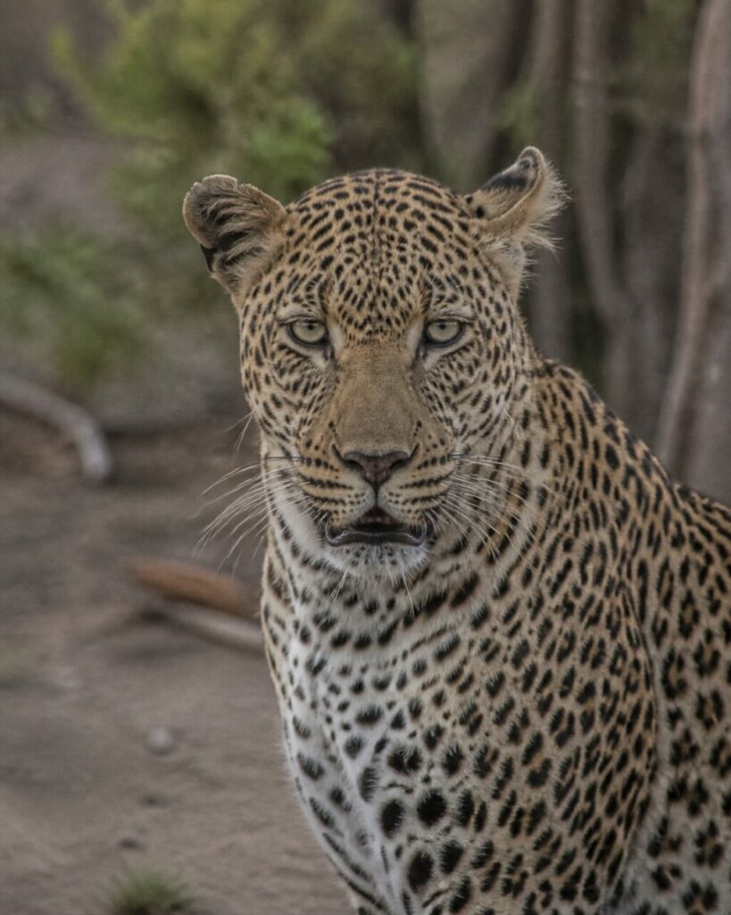 Occhi chiari fra le rosette scure del leopardo — Leopardo