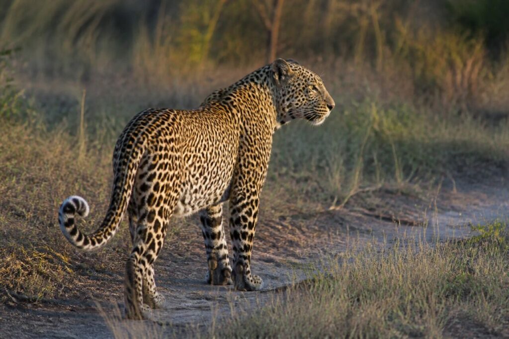 Dorso maculato e coda arcuata nel bagliore dorato — Leopardo