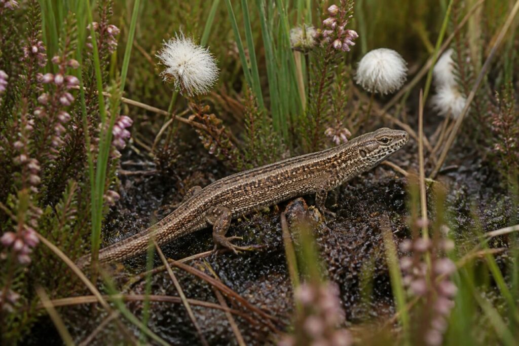 Einzelne Waldeidechse Zootoca vivipara zwischen feuchter Heide und Wollgras