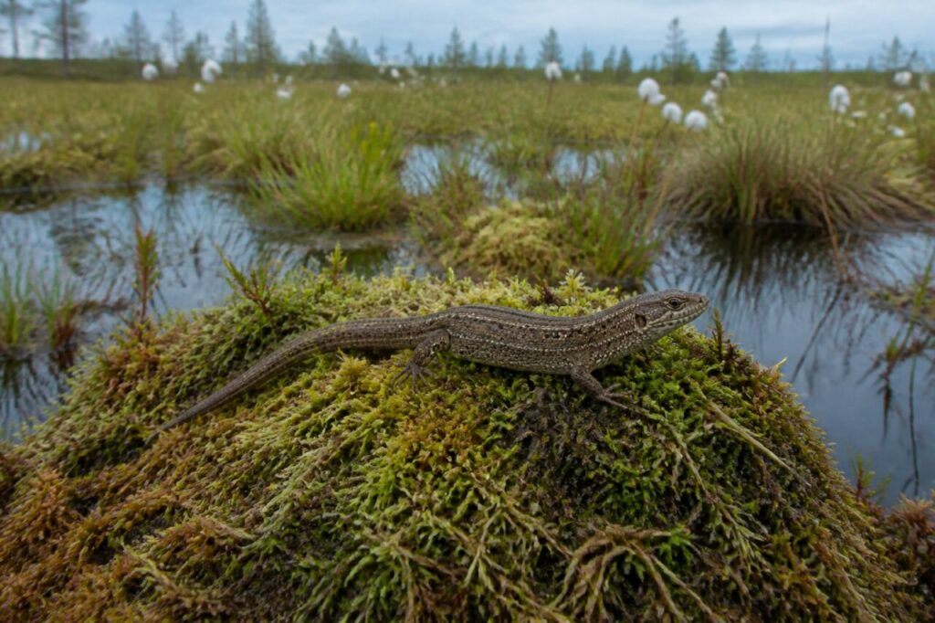 Einzelne Waldeidechse Zootoca vivipara auf Torfmoos in einem europäischen Hochmoor