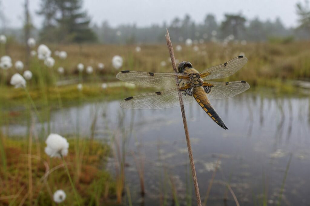 Libellule à quatre taches posée sur une linaigrette dans une tourbière acide européenne