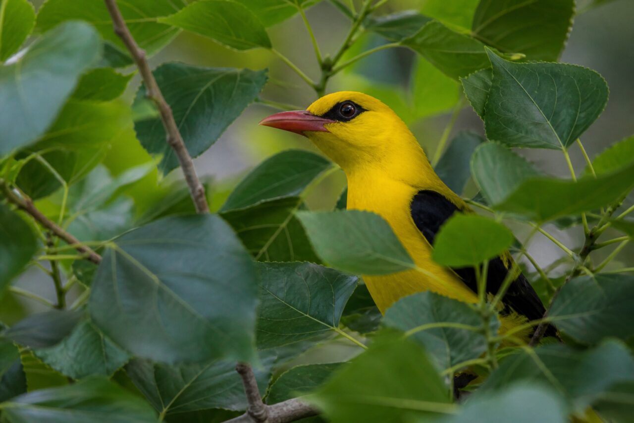 adult Eurasian golden oriole partly hidden behind black poplar leaves