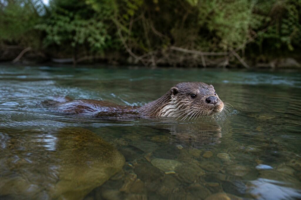 Loutre d’Europe nageant dans une rivière claire aux galets visibles